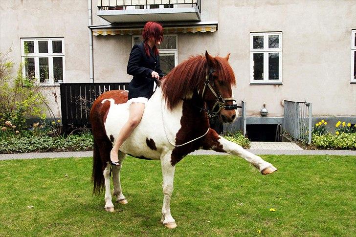 Pinto Martell <3 - Tidl. part. - Trods Martell står et komplet fremmed sted (min have) på min konfirmationsdag med forholdsvis stort publikum, så kan han stadig samle sig og lave et fantastisk spansk skridt. | Fotograf: MC - 16.04.11 | billede 7