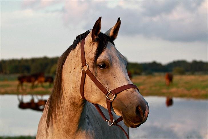 Arabisk fuldblod (OX) Ja'pih - Du er så smuk at det gør helt ondt<3 men ikke nok med det... du er min bedste ven og dig kan jeg altid stole på. du viste mig vejen frem da jeg var faret vild. du gør min dag bedre og jeg vil altid elske dig, min lille skat!<3 billede 1