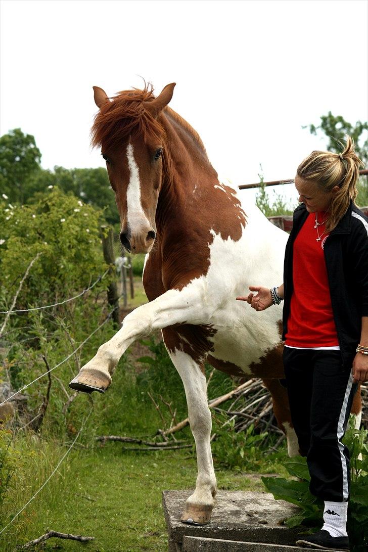 Pinto Martell <3 - Tidl. part. - Melle står på 3-4 murblokke og lavet et flot løft med venstre forben! | Fotograf: FKW - 26.06.10 | billede 10