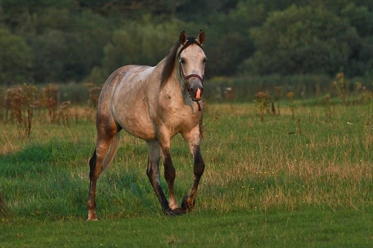 Arabisk fuldblod (OX) Ja'pih - Jeg kender ingen der er så nysgerrig som dig ;P<3 billede 7