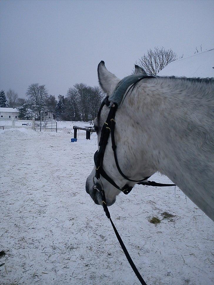 Arabisk fuldblod (OX) Ja'pih - det er smukt med det hvide sne, og du gør det endnu smukkere <3<3 billede 8