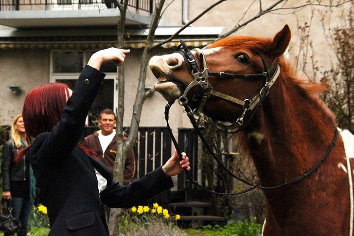 Pinto Martell <3 - Tidl. part. - Martell hjemme hos mig, på min konfirmationsdag - imens han smiler. :´) dygtige dreng! | Fotograf: MC - 16.04.11 | billede 13