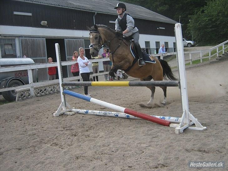 New Forest / Araber - Buskebjerggaards Benjamin <3 - 7* Elsker dig din lækre steg ;) (Foto: Caroline H) billede 7