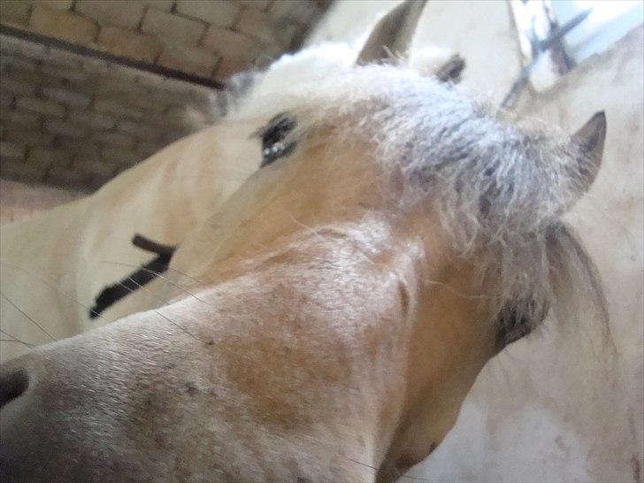 Fjordhest Rico *X-Part* - Min Rico :´)<33 ~ Foto: mig. billede 4
