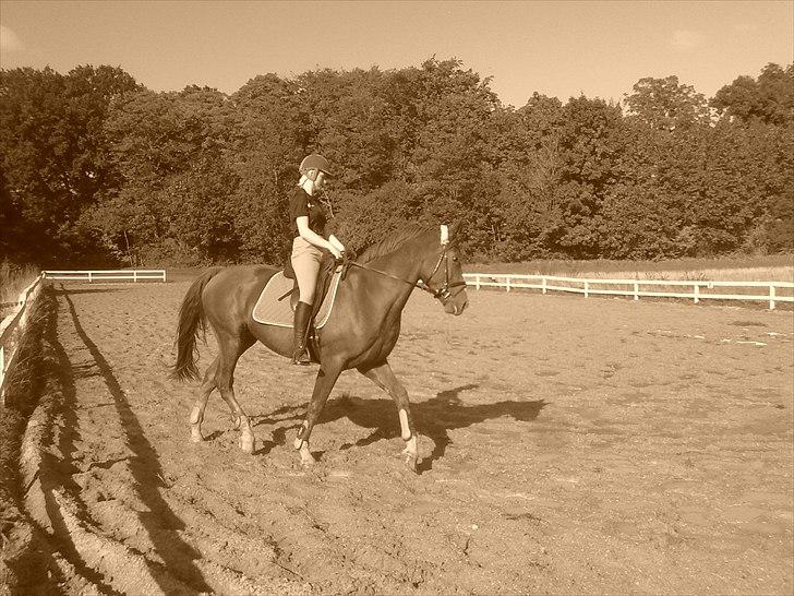 Oldenborg Kubriano langmose - 2 ugers ridning billede 9