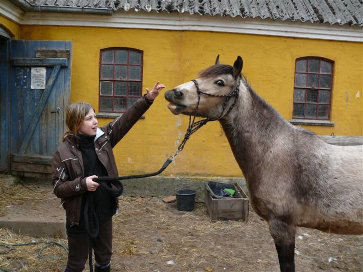 Welsh Pony (sec B) Fanny<3 Tidl part :'(! - Mig og Fanny smiler :D billede 2