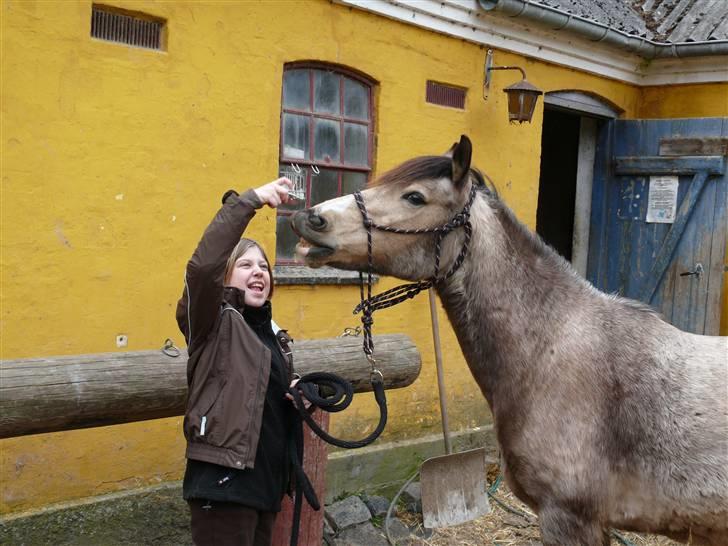 Welsh Pony (sec B) Fanny<3 Tidl part :'(! - vi prøver at smile igen billede 3