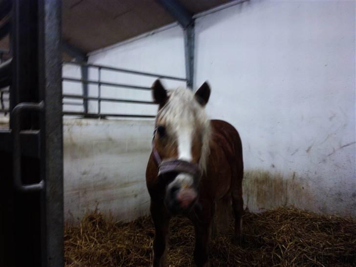 Haflinger Betti SOLGT! billede 12