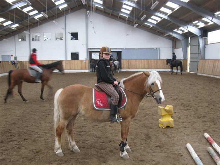 Haflinger Betti SOLGT! billede 13