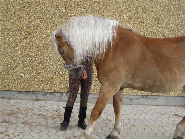 Haflinger Betti SOLGT! billede 14