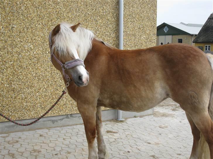 Haflinger Betti SOLGT! billede 15