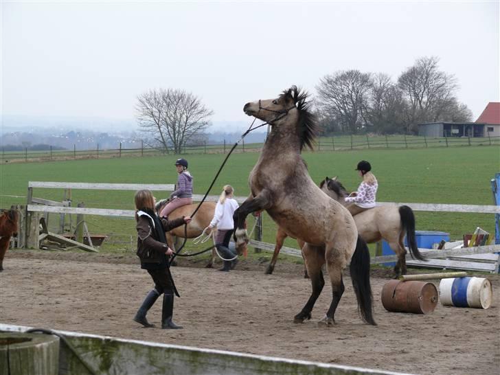 Welsh Pony (sec B) Fanny<3 Tidl part :'(! - fanny stejler sygt! billede 5