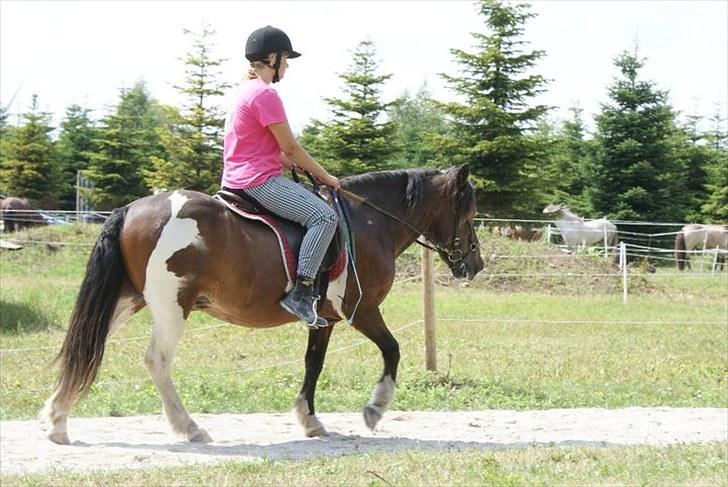 Islænder Lülli fra Krossi R.I.P  - #15. lülli i solen billede 13