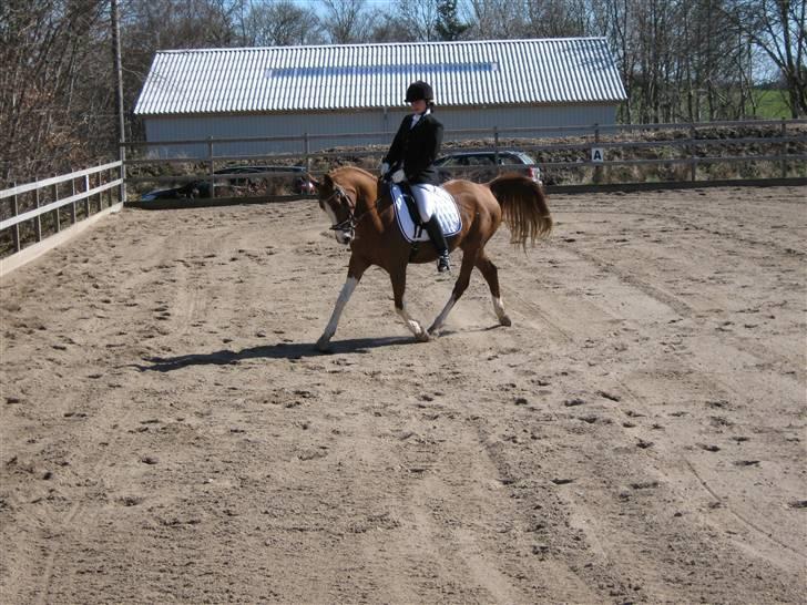 Arabisk fuldblod (OX) Keiko billede 4