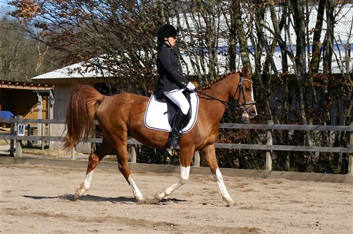 Arabisk fuldblod (OX) Keiko billede 5