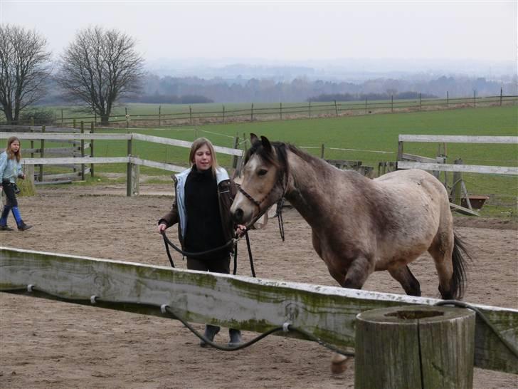 Welsh Pony (sec B) Fanny<3 Tidl part :'(! - super fed drejning billede 7