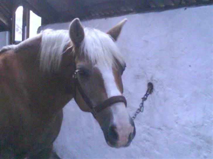 Haflinger PRINS - *SAVNET* - Flot dreng! billede 3