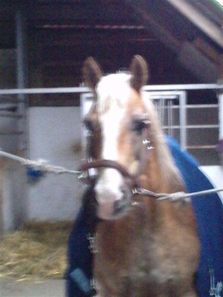 Haflinger PRINS - *SAVNET* billede 7