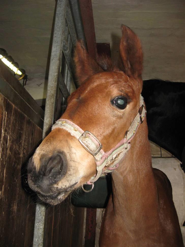 Dansk Varmblod Krogsgaards Jessie "SOLGT" billede 17