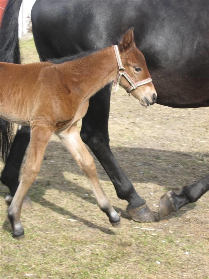 Dansk Varmblod Krogsgaards Jessie "SOLGT" billede 18