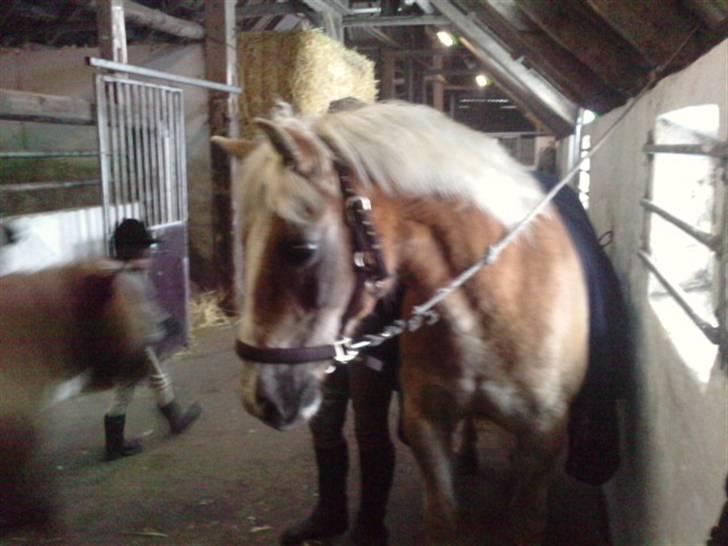 Haflinger PRINS - *SAVNET* - Nøj.. en sød pony!:-D billede 8