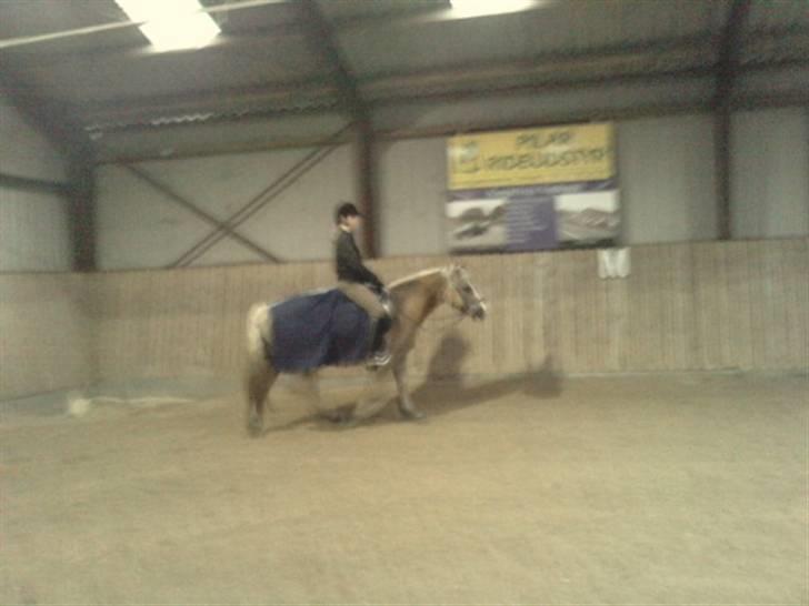 Haflinger PRINS - *SAVNET* - ridning<3 billede 9