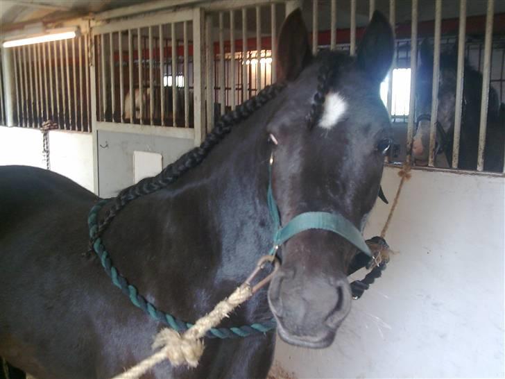 Anden særlig race Sally af Hedegaarden RIP billede 2