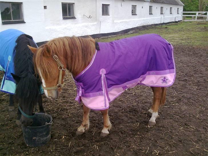 Anden særlig race Sally af Hedegaarden RIP billede 3