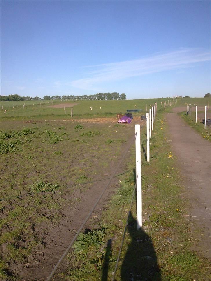 Anden særlig race Sally af Hedegaarden RIP billede 4