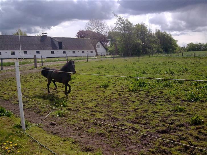 Anden særlig race Sally af Hedegaarden RIP billede 5