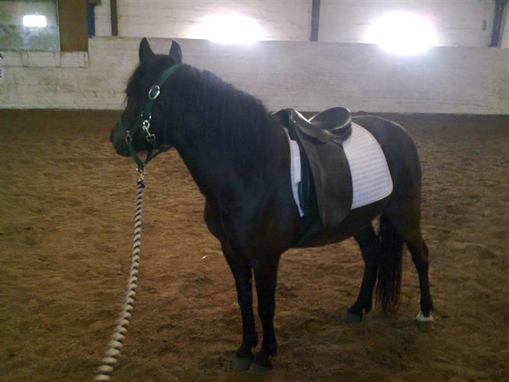 Anden særlig race Sally af Hedegaarden RIP billede 6