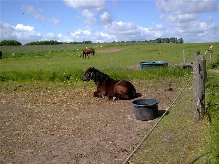 Anden særlig race Sally af Hedegaarden RIP billede 7