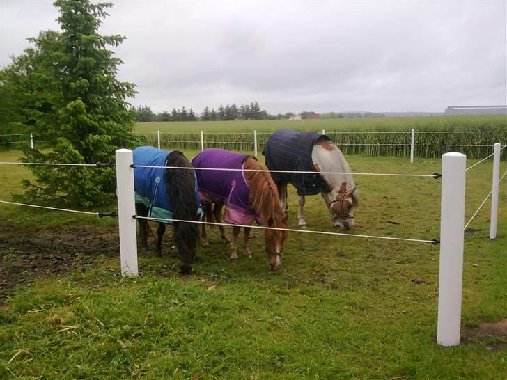 Anden særlig race Sally af Hedegaarden RIP billede 8