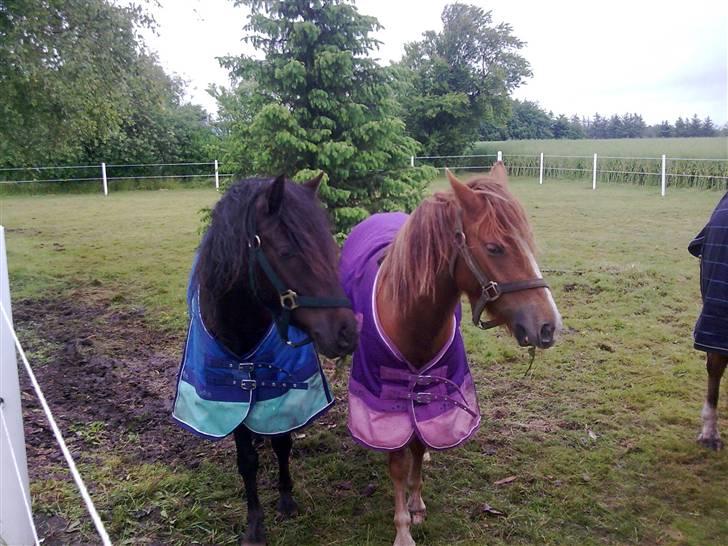 Anden særlig race Sally af Hedegaarden RIP billede 9