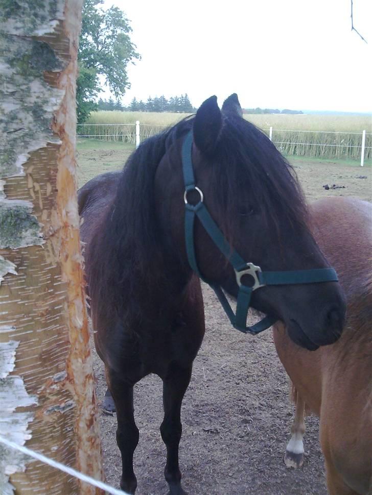 Anden særlig race Sally af Hedegaarden RIP billede 10