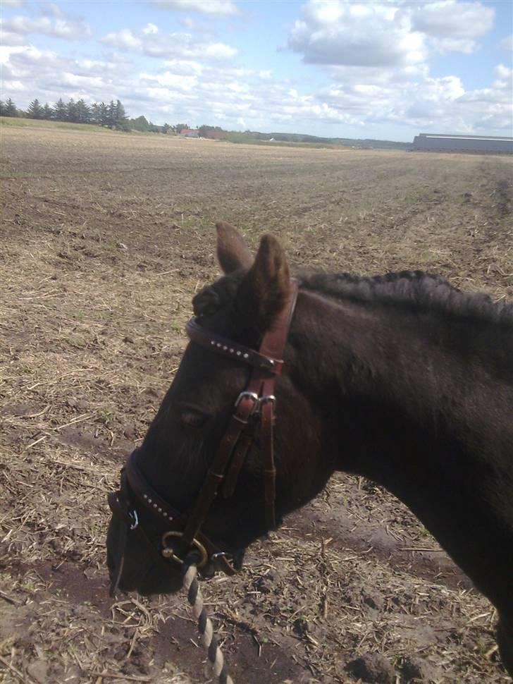 Anden særlig race Sally af Hedegaarden RIP billede 11