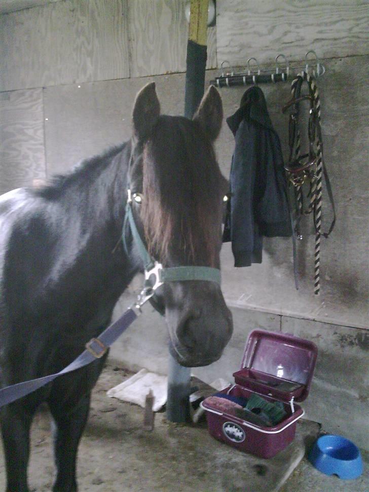 Anden særlig race Sally af Hedegaarden RIP billede 12