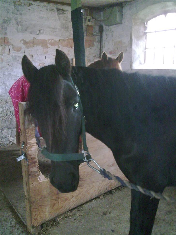 Anden særlig race Sally af Hedegaarden RIP billede 13