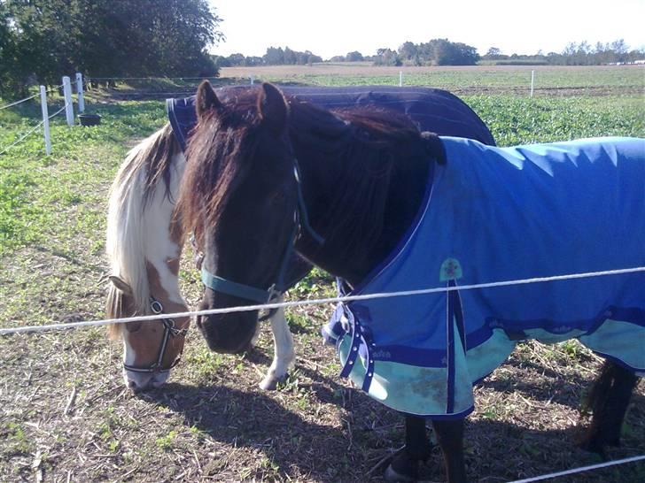 Anden særlig race Sally af Hedegaarden RIP billede 14