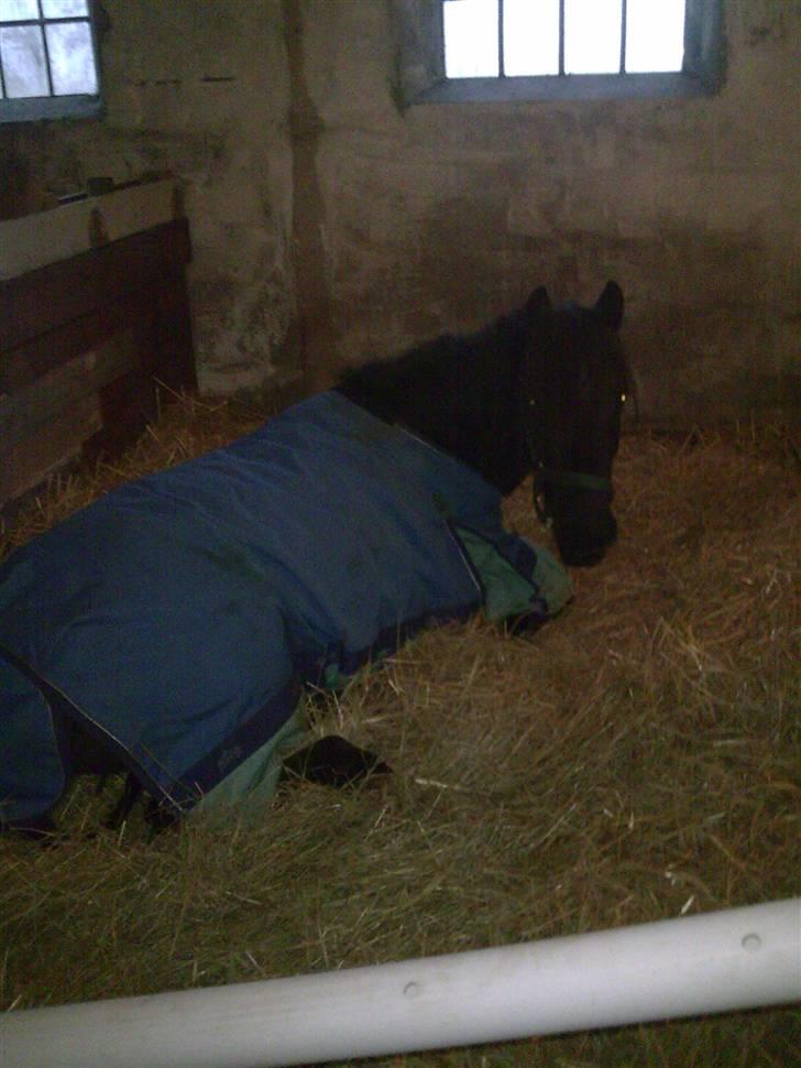 Anden særlig race Sally af Hedegaarden RIP billede 17