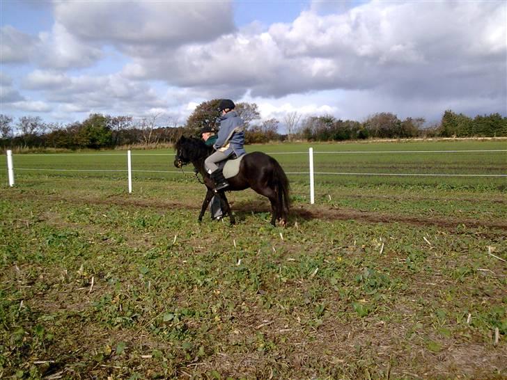 Anden særlig race Sally af Hedegaarden RIP billede 20