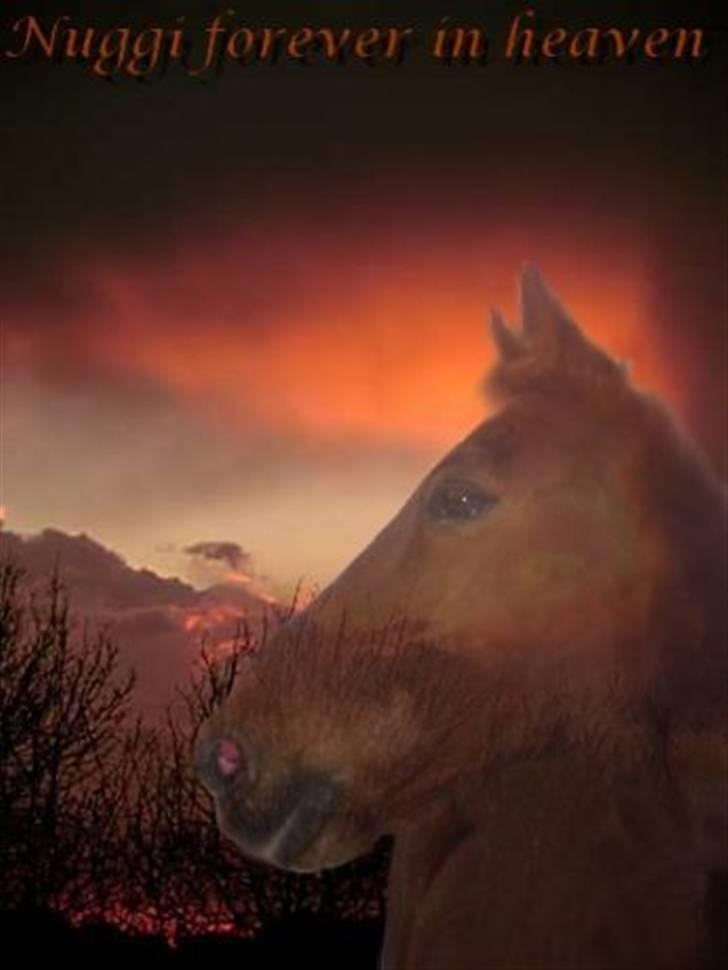 Traver Nuggi Weissmann *R.I.P.* billede 20