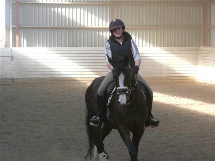 Dansk Varmblod 'Stald MJ's Lady Jane *Tidl. lånehest* billede 9