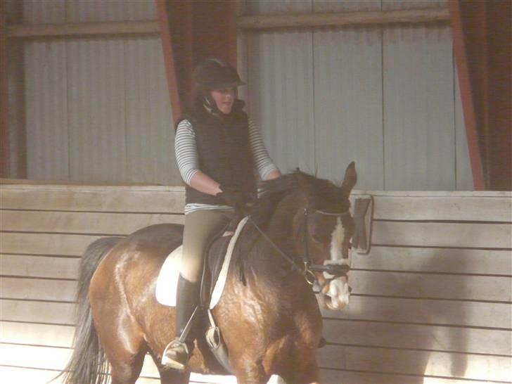 Dansk Varmblod 'Stald MJ's Lady Jane *Tidl. lånehest* billede 10