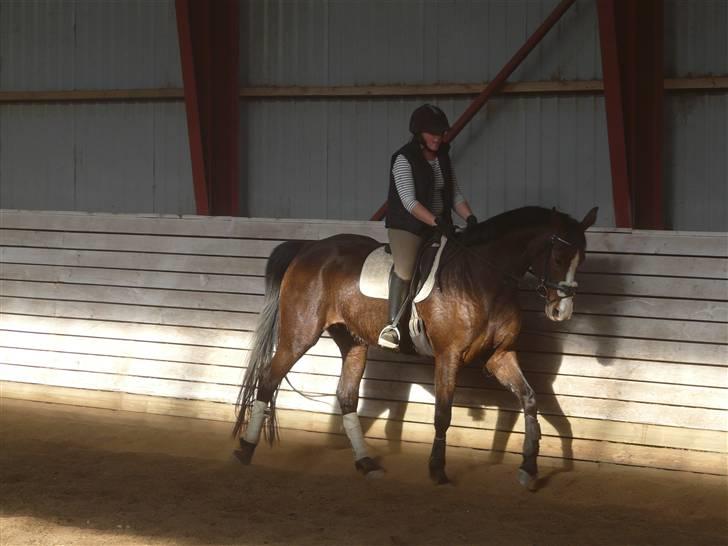 Dansk Varmblod 'Stald MJ's Lady Jane *Tidl. lånehest* billede 11