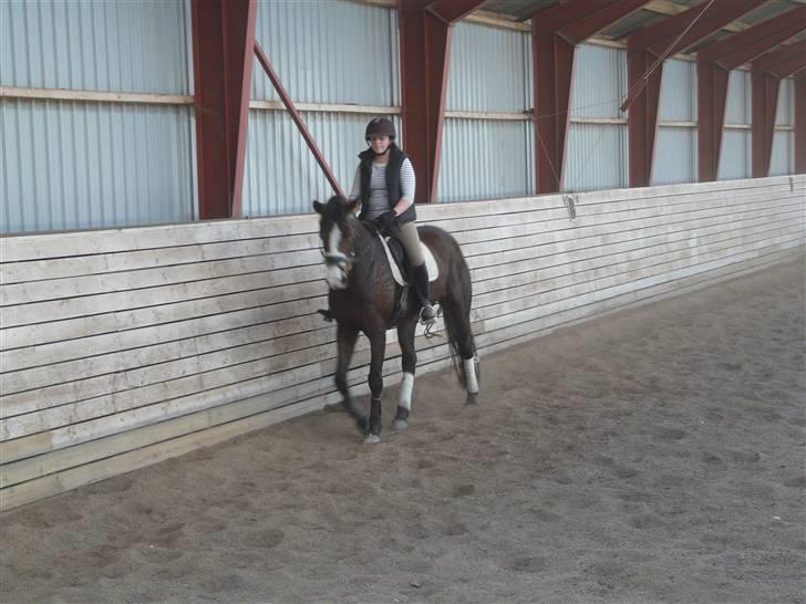 Dansk Varmblod 'Stald MJ's Lady Jane *Tidl. lånehest* billede 12