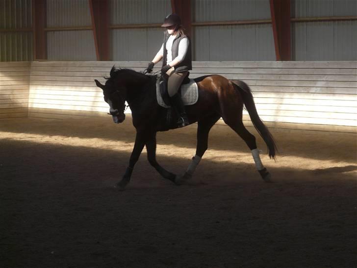 Dansk Varmblod 'Stald MJ's Lady Jane *Tidl. lånehest* billede 13