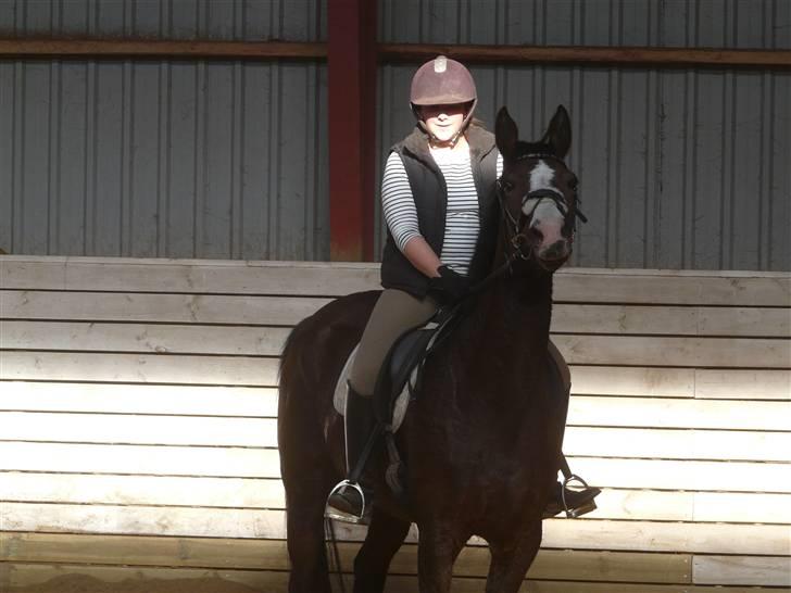 Dansk Varmblod 'Stald MJ's Lady Jane *Tidl. lånehest* billede 14