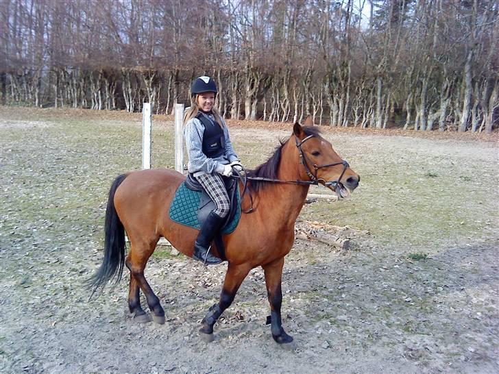 Irsk Sportspony | Exellence | - Jeg river ham ikke i munden, det er bare bevægelsen billedet er taget i. :) billede 1