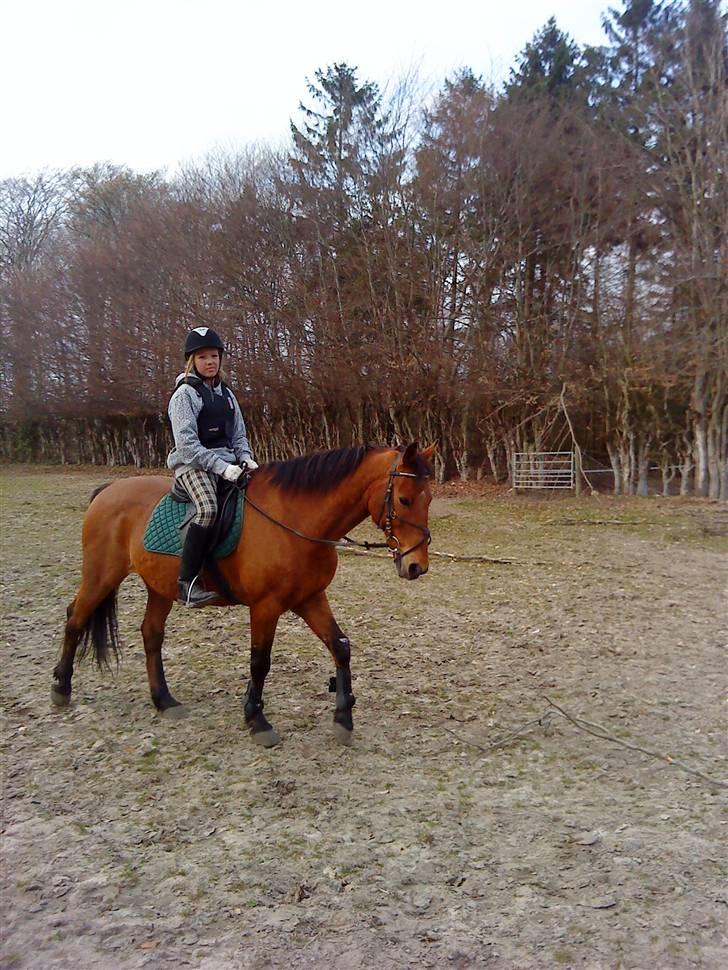 Irsk Sportspony | Exellence | - Min skat :* billede 2